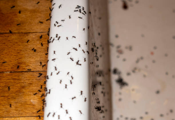 Pest Control Cost in Nibley, UT