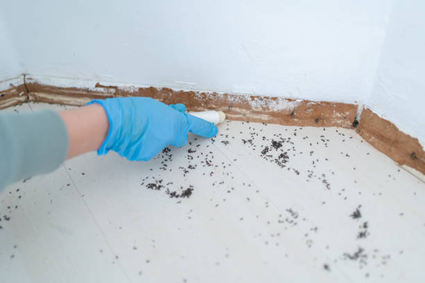 Best Ant Control Services  in Nibley, UT